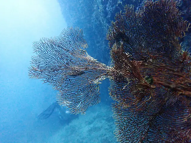 Giant Sea Fan (Annella spp.)