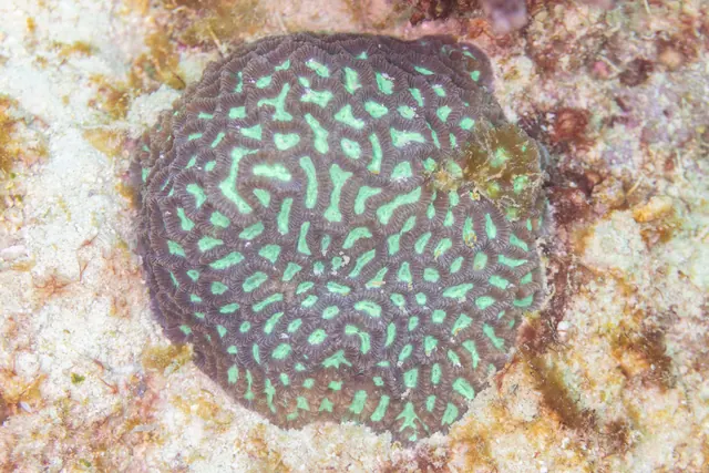 Greater Maze Coral (Platygyra spp.)