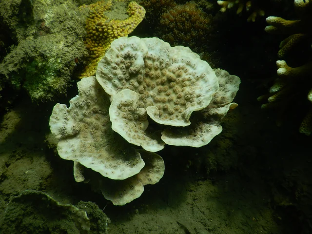 Hedgehog Coral (Echinopora lamellosa)
