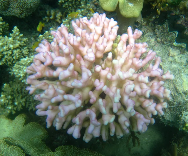 Hood Coral (Stylophora pistillata)
