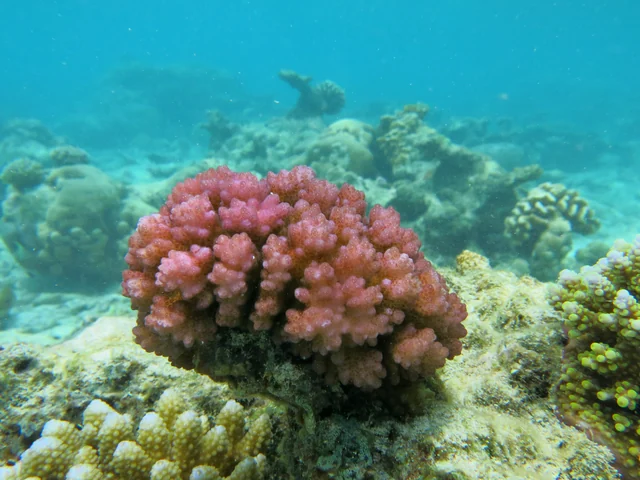 Lace Coral (Pocillopora damicornis)