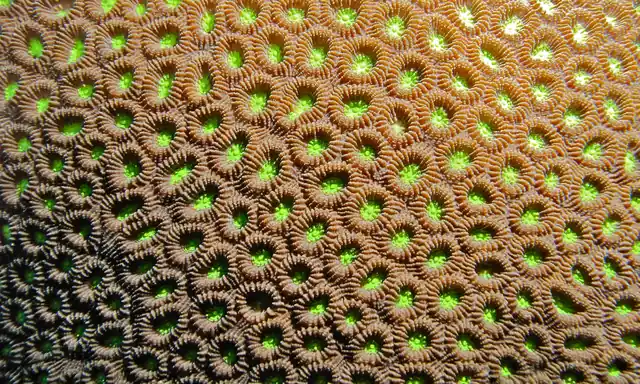 Larger Star Coral (Favites abdita)