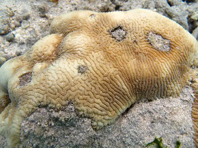Least Valley Coral (Leptoria phrygia)