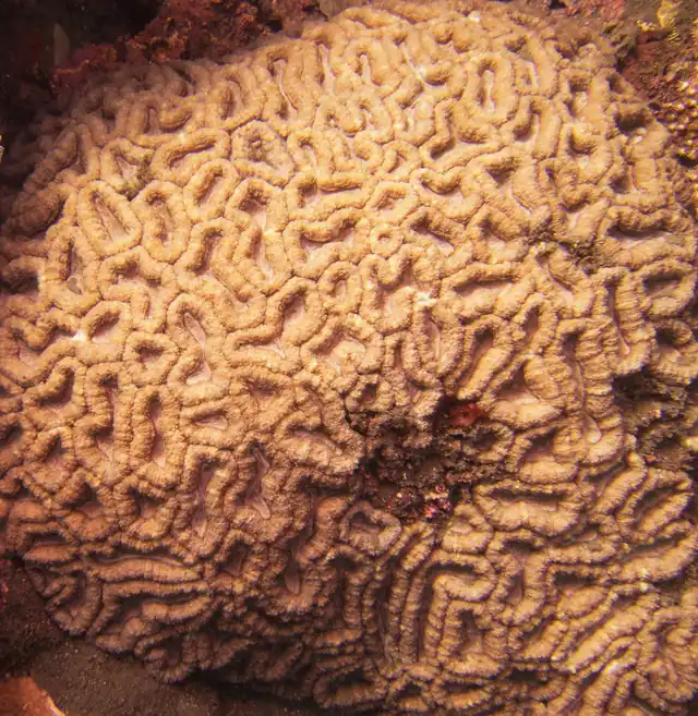 Lobed Brain Coral (Lobophyllia hemprichii)