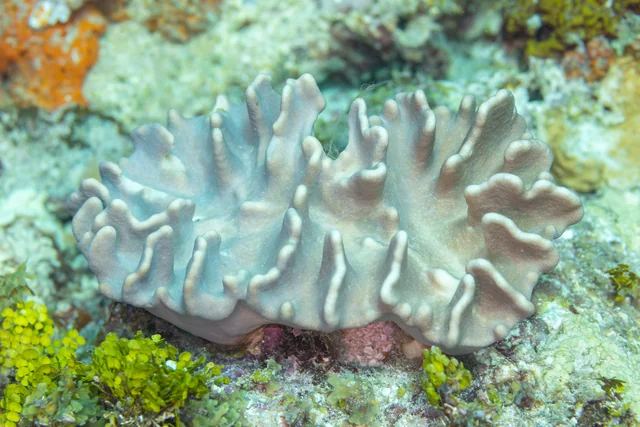 Lobed Leather Coral (Lobophytum spp.)