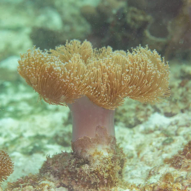 Mushroom Leather Coral (Sarcophyton spp.)