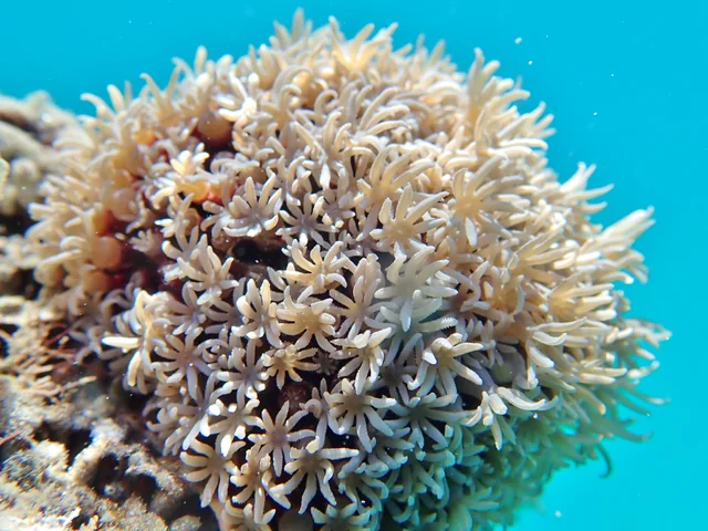 Organ-pipe Coral (Tubipora musica)