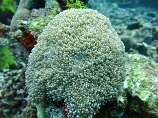 Pearl Bubble Coral (Physogyra lichtensteini)