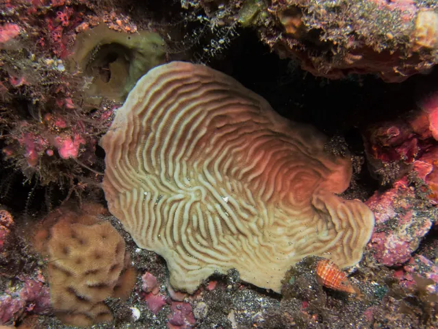 Phonograph Coral (Pachyseris speciosa)