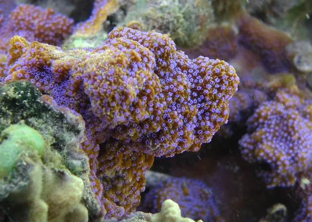 Blue Rice Coral (Montipora tuberculosa)