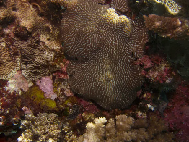 Merulina Coral (Merulina ampliata)