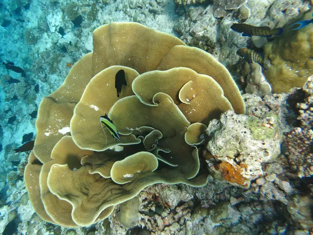 Salad Coral (Turbinaria mesenterina)