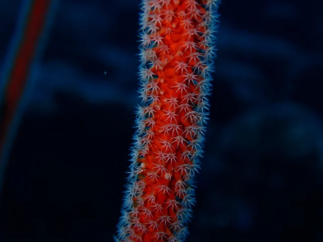 Sea Whip (Junceella and Ellisella spp.), photographed in the Andaman Islands