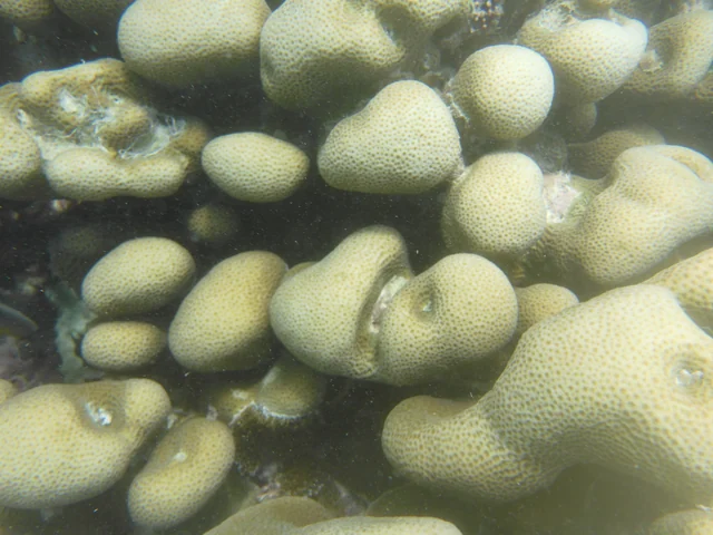 Shoulderblade Coral (Pavona clavus)