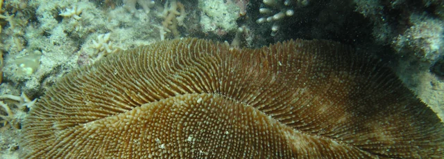 Spiny Mushroom Coral (Ctenactis echinata)