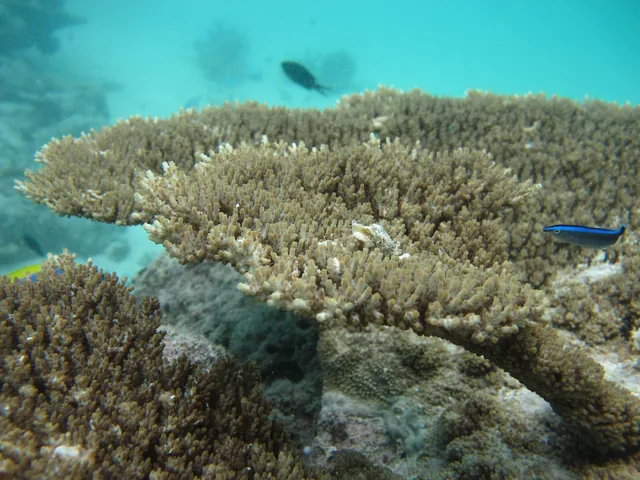 Tabling Acropora (Acropora cytherea)