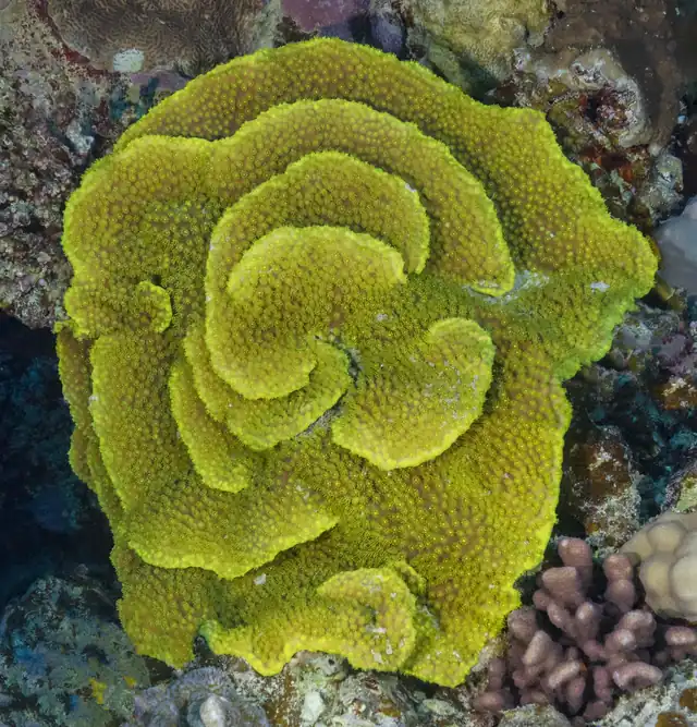 Yellow Scroll Coral (Turbinaria reniformis)