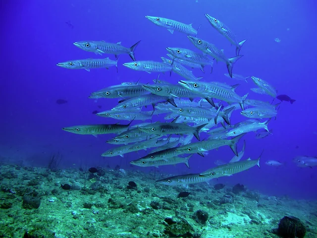Blackfin Barracuda (Sphyraena qenie), photographed in the Andaman Islands
