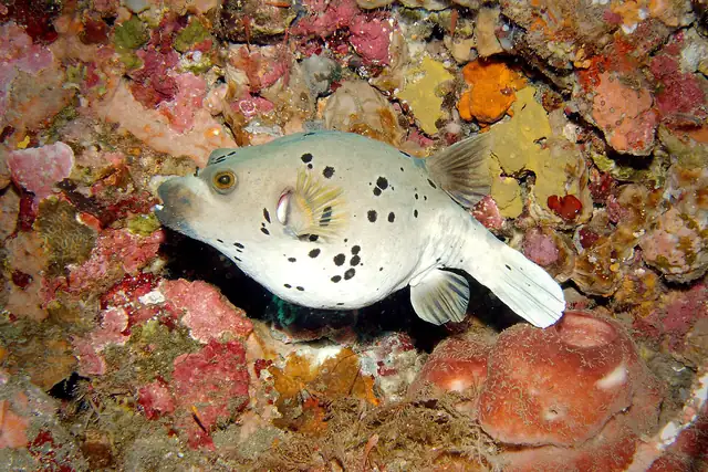 Blackspotted Puffer (Arothron nigropunctatus)