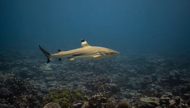 Blacktip Reef Shark (Carcharhinus melanopterus)