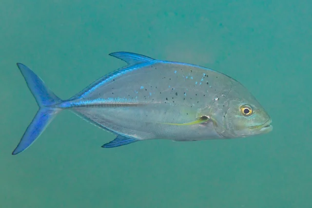 Bluefin Trevally (Caranx melampygus)