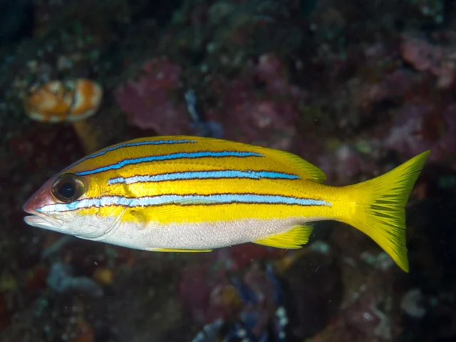 Bluestriped Snapper (Lutjanus kasmira)