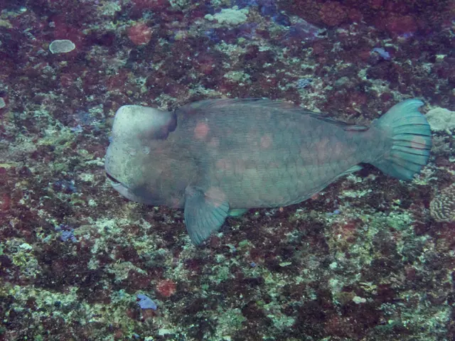 Bumphead Parrotfish (Bolbometopon muricatum)