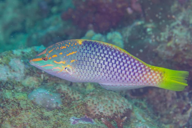Checkerboard Wrasse (Halichoeres hortulanus)