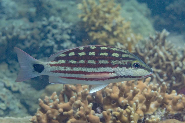 Checkered Snapper (Lutjanus decussatus)