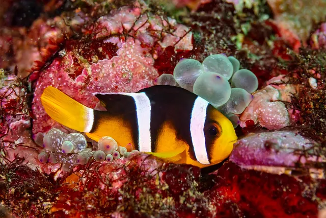 Clark's Anemonefish (Amphiprion clarkii)