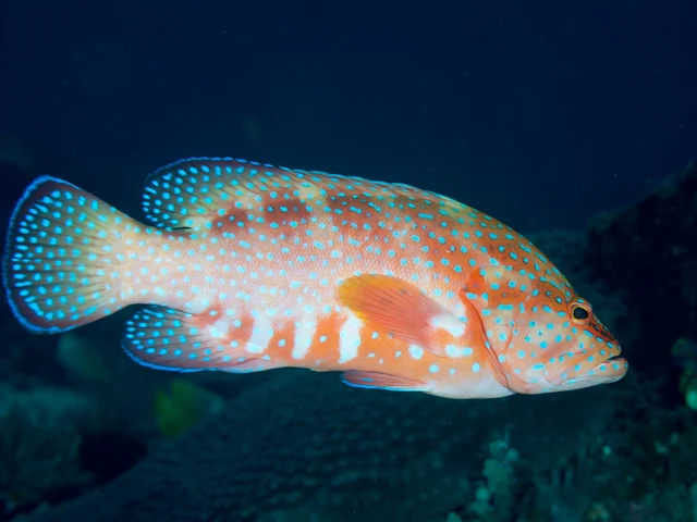 Coral Grouper (Cephalopholis miniata)