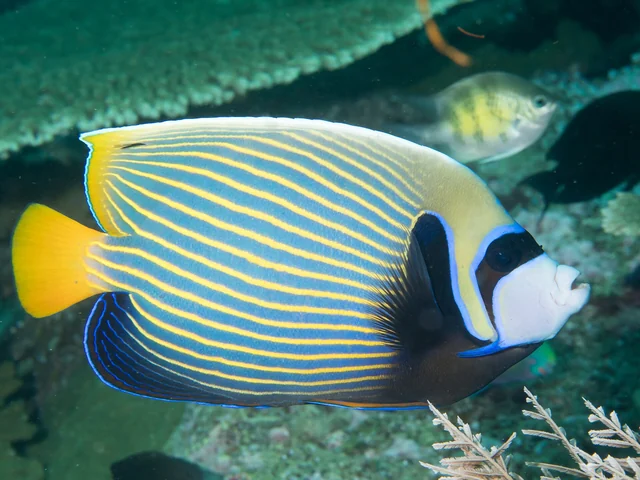 Emperor Angelfish (Pomacanthus imperator)