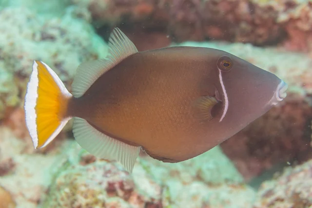 Flagtail Triggerfish (Sufflamen chrysopterum)