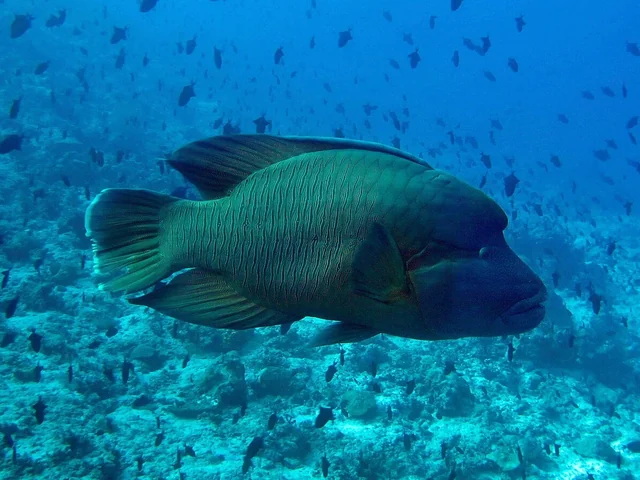 Humphead Wrasse (Cheilinus undulatus)