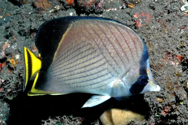 Indian Vagabond Butterflyfish (Chaetodon decussatus)
