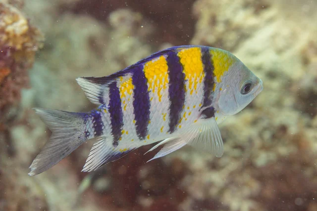 Indo-Pacific Sergeant Major (Abudefduf vaigiensis)