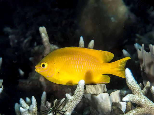 Lemon Damsel (Pomacentrus moluccensis)