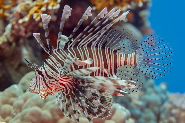 Lionfish (Pterois miles)