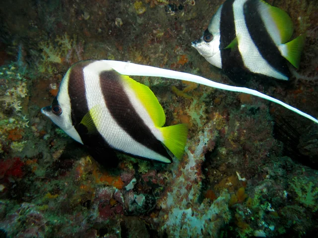 Longfin Bannerfish (Heniochus acuminatus)