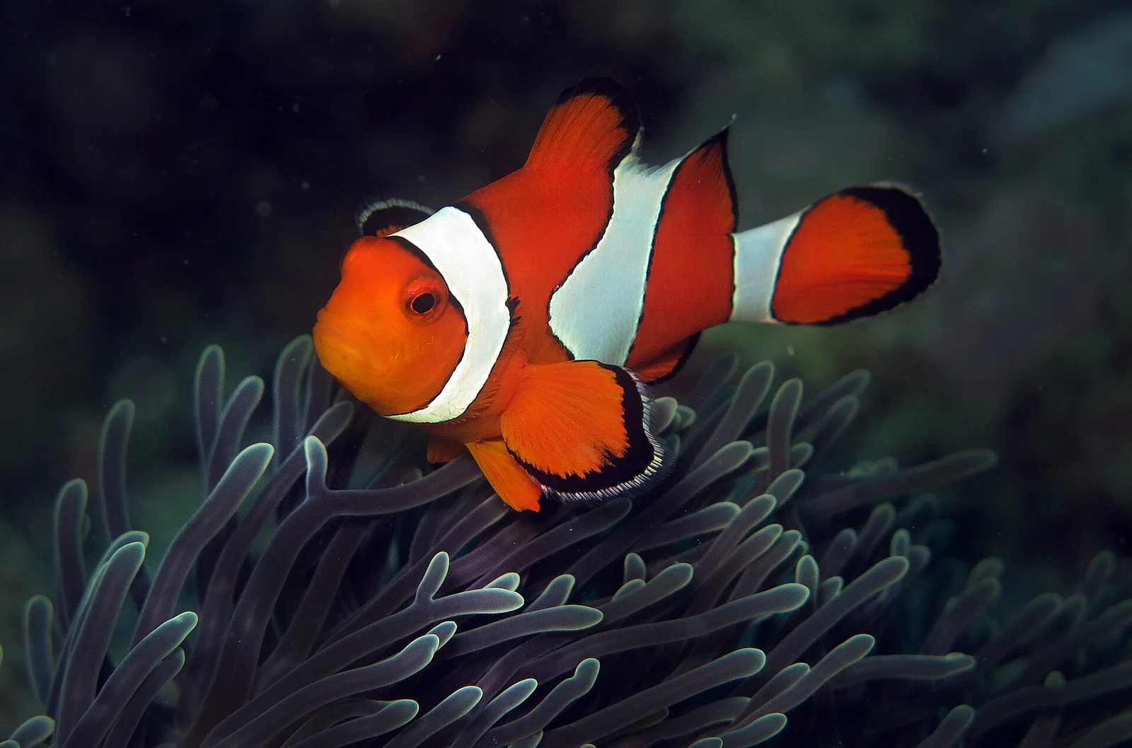 Ocellaris Anemonefish (Amphiprion ocellaris), photographed in the Andaman Islands