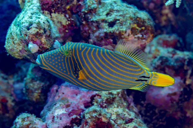 Orange-lined Triggerfish (Balistapus undulatus)