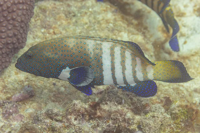 Peacock Grouper (Cephalopholis argus)