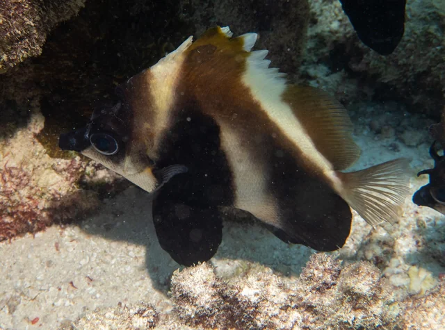 Phantom Bannerfish (Heniochus pleurotaenia)