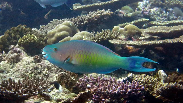 Redlip Parrotfish (Scarus rubroviolaceus)