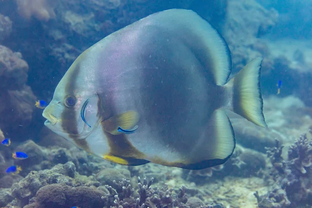 Round Batfish (Platax orbicularis)