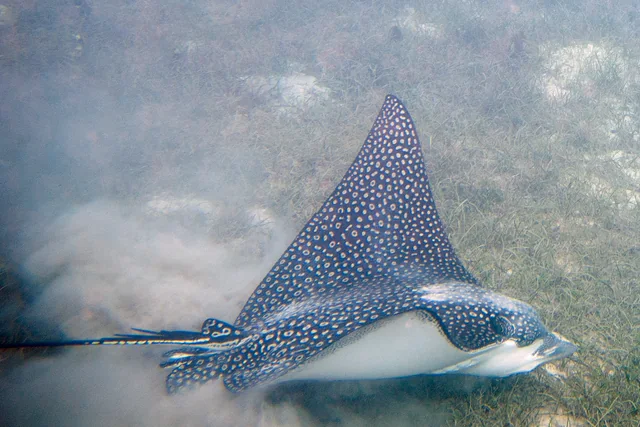 Spotted Eagle Ray (Aetobatus ocellatus)