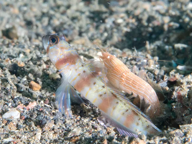 Steinitz' Prawn-goby (Amblyeleotris steinitzi)