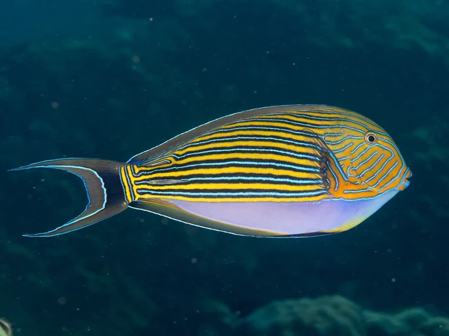 Striped Surgeonfish (Acanthurus lineatus)
