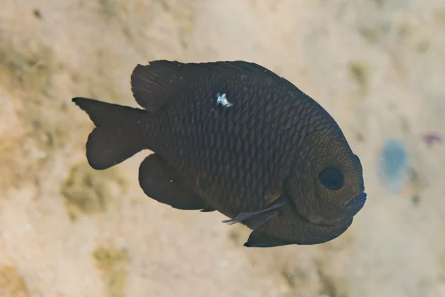 Three-spot Dascyllus (Dascyllus trimaculatus)