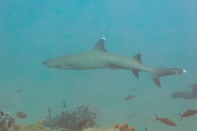Whitetip Reef Shark (Triaenodon obesus)
